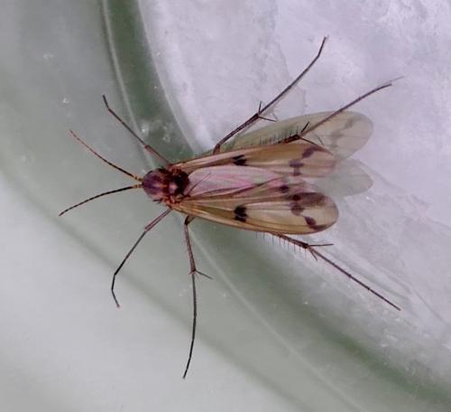 Mycetophila ornata